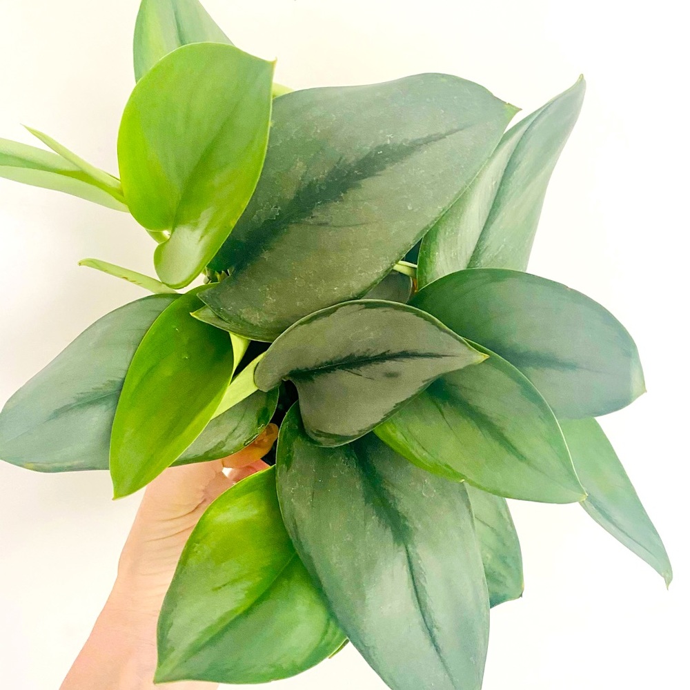 Scindapsus Treubii Moonlight 6" Pot